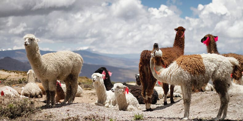 rainbow mountain llamas